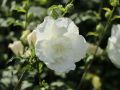 Hibiskus WHITE CHIFFON na pniu