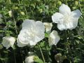 vHibiskus WHITE CHIFFON na pniu