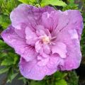 Hibiskus LAVENDER CHIFFON