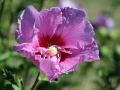 Hibiskus LAVENDER CHIFFON