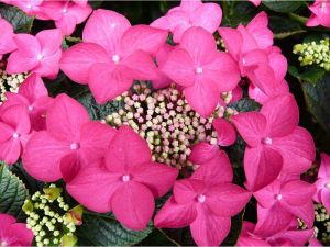 Hortenzie velkolistá ROTSCHWANZ