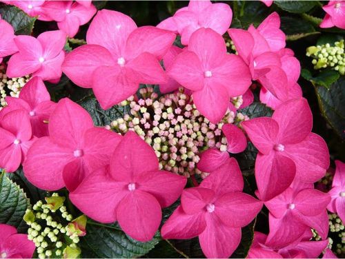 Hortenzie velkolistá ROTSCHWANZ