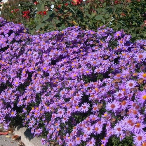 Hvězdice PROFESSOR ANTON KIPPENBERG 