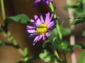 Aster EZO MURASAKI