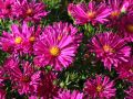 Aster JENNY