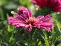 Aster JENNY