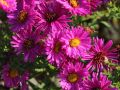 Aster JENNY