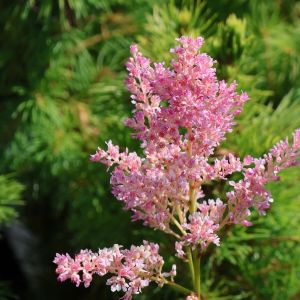 Čechrava Arendsa DARWIN'S DREAM 