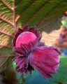 Orzech laskowy czerwony LAMBERTA