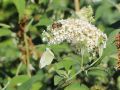 Budleja Dawida REVE DE PAPILLON WHITE