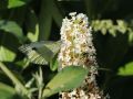 Budleja Dawida REVE DE PAPILLON WHITE