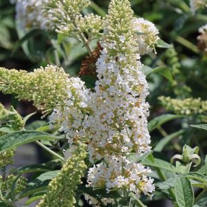Komule REVE DE PAPILLON WHITE