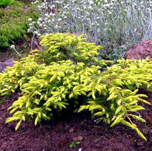 Jalovec obecný DEPRESSA AUREA