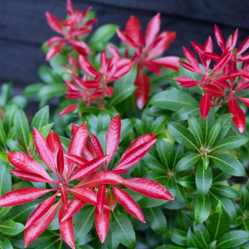 PIERIS japonská RED MILL