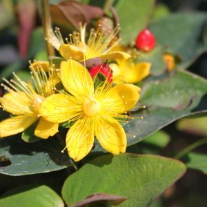Třezalka MAGICAL RED FAME 