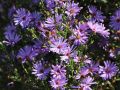 Aster TREFFPUNKT