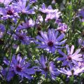 Aster TREFFPUNKT