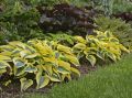 Funkia - Hosta AUTUMN FROST