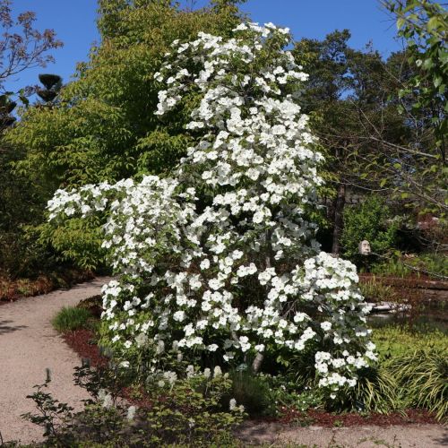 Svída KOUSA EDDIES WHITE WONDER 