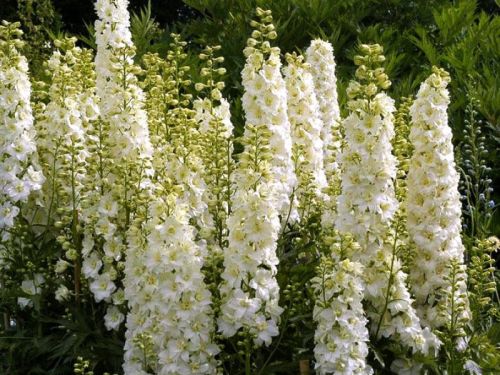 Stračka vyvýšená GALAHAD