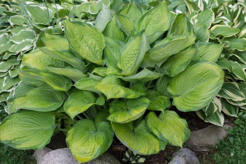 Bohyška -  Hosta FINAL SUMMATION