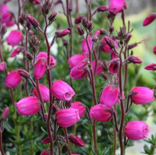 Daboecia kantabrijská