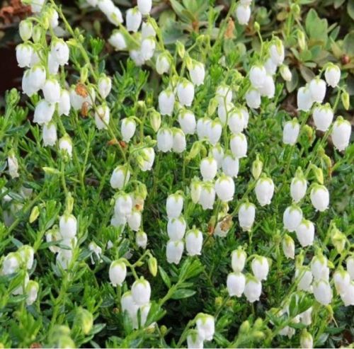 Daboecia kantabrijská bílá