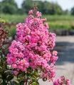 Lagerstroemia RAPSHODY IN PINK