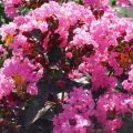 Lagerstroemia RAPSHODY IN PINK