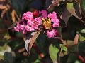 Lagerstroemia RAPSHODY IN PINK