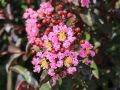 Lagerstroemia RAPSHODY IN PINK