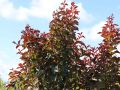 Lagerstroemia RAPSHODY IN PINK