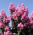 Lagerstroemia RAPSHODY IN PINK