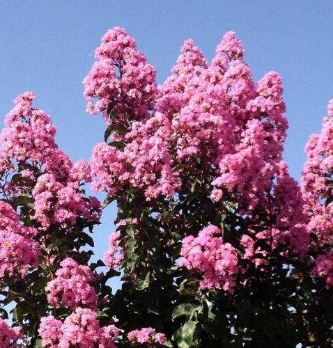 Pukol RAPSHODY IN PINK