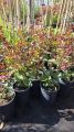 Lagerstroemia RAPSHODY IN PINK