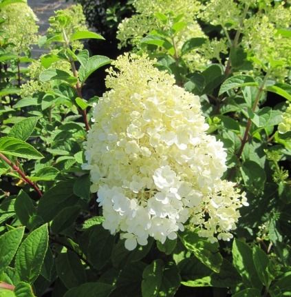 Hortenzie latnatá LITTLE FRESCO