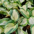 Funkia - Hosta HANS