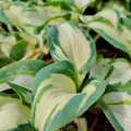 Funkia - Hosta HANS