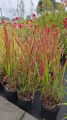 Trawa Imperata cylindryczna RED BARON