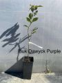 Buk Kolumnowy DAWYCK PURPLE