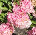 Hortensja Bukietowa PHANTOM