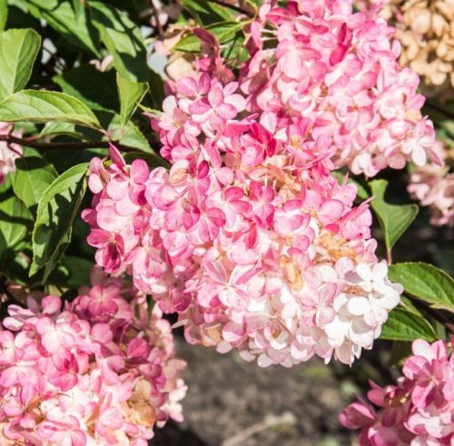 Hortenzie latnatá PHANTOM na kmínku