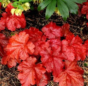 Dlužicha FIRE ALARM
