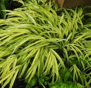 Bambusová tráva  STRIPE IT RICH