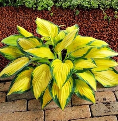 Bohyška - Hosta ORANGE MARMALADE