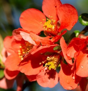 Kdoulovec CLEMENTINE