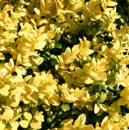 Zimostráz LATIFOLIA MACULATA