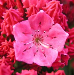 Kalmia širokolistá KARDINAL