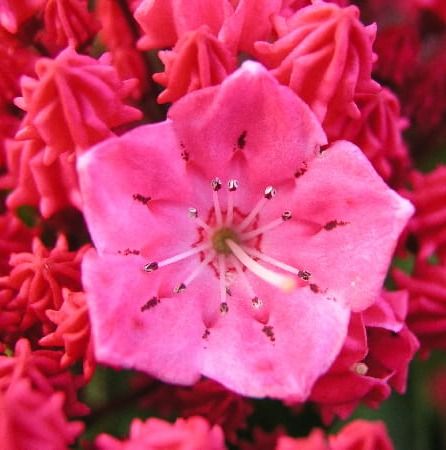 Kalmia širokolistá KARDINAL