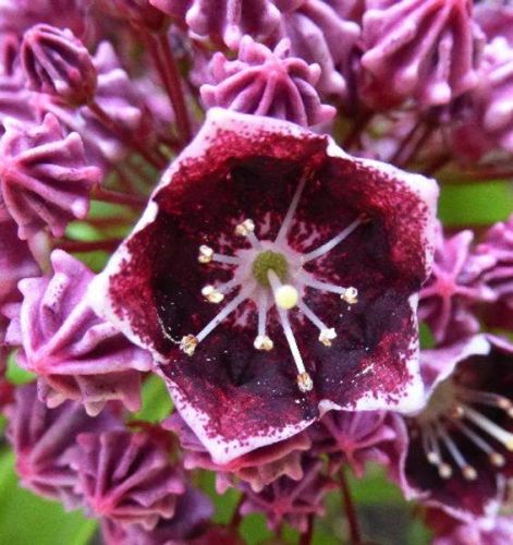 Kalmia širokolistá LATCHMIN